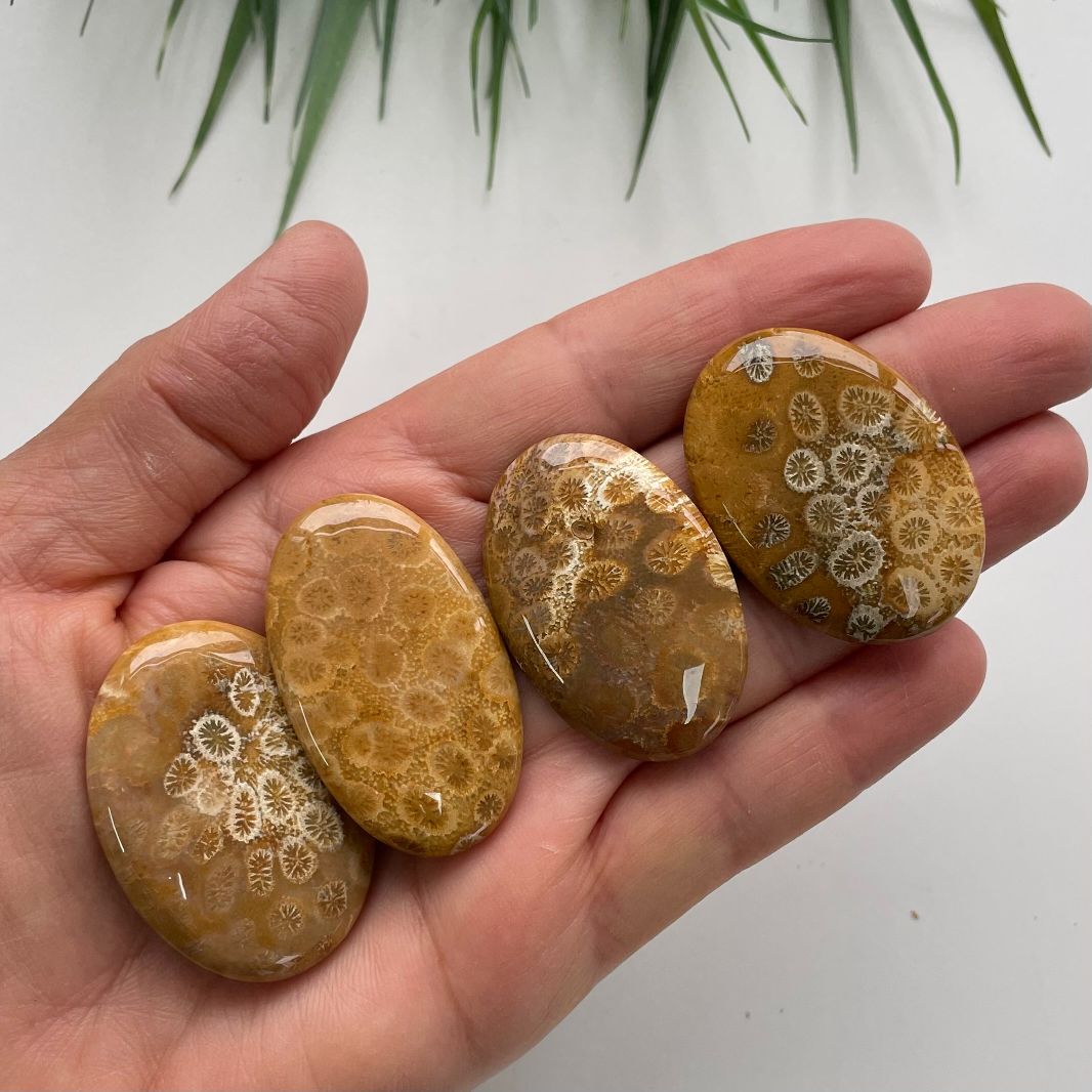 Fossil Coral Jasper Cabochon - Round - 1pc Fossil Coral Jasper Cabochon - Round - 1pc